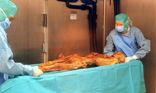 "Ötzi" bei seiner Ankunft am 16.1.1998 im neu geschaffenen Archäologiemuseum in Bozen