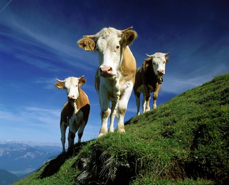 Über den Umgang mit Kühen: So verhaltet ihr euch richtig