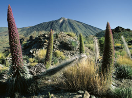 Am Fuß des Pico del Teide wandert man durch einen wahren botanischen Garten.