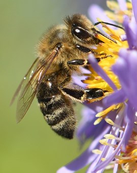 Vom Artensterben bedroht: Eine Wildbiene bei der Arbeit.