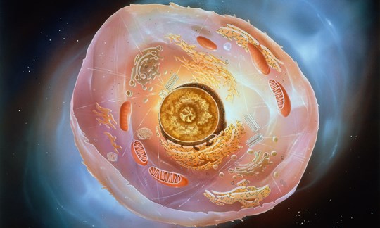 Mitochondrien sind die "Kraftwerke der Zelle".