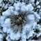 Winterblume - Latschenkiefer in Schnee gehüllt