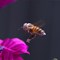 Biene im Pollenkleid
