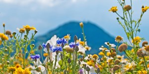 Sechs südseitige Frühjahrswanderungen in den Bayerischen Alpen