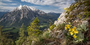 ALPIN-PICs im Mai: Fotowettbewerb "Flora und Fauna am Berg"