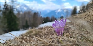 ALPIN-PICs im Mai: "Flora und Fauna am Berg"
