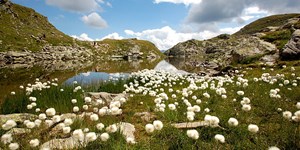 Fotowettbewerb "Flora und Fauna am Berg" - Jetzt abstimmen!